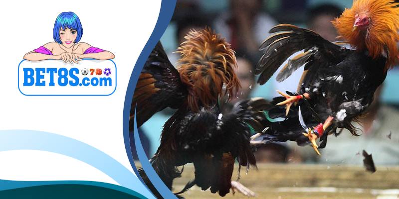Đá Gà Cựa Dao 8s bet